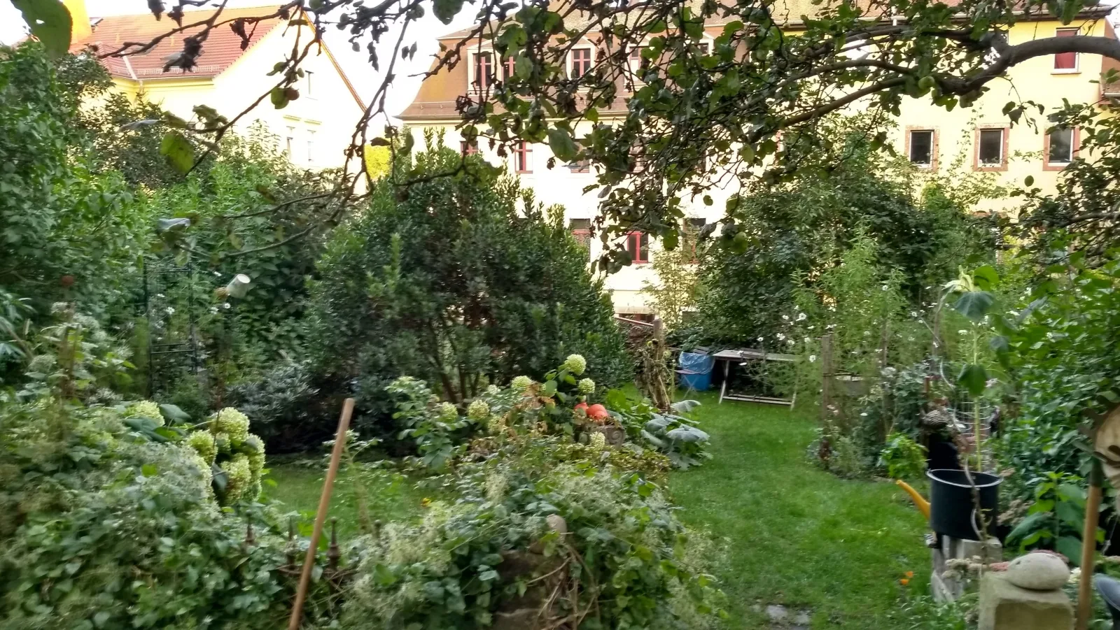 Holunderperle