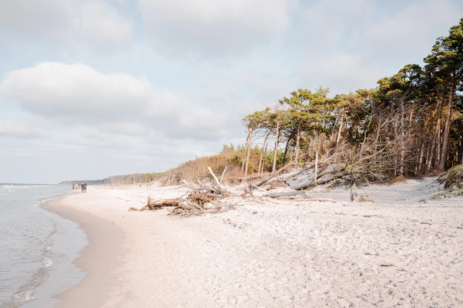 Stranddistel 3