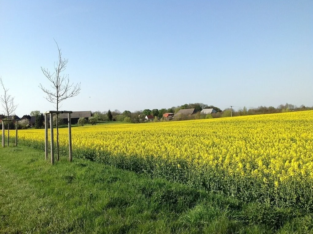 Gutshaus Hinrichsberg: Parkblick