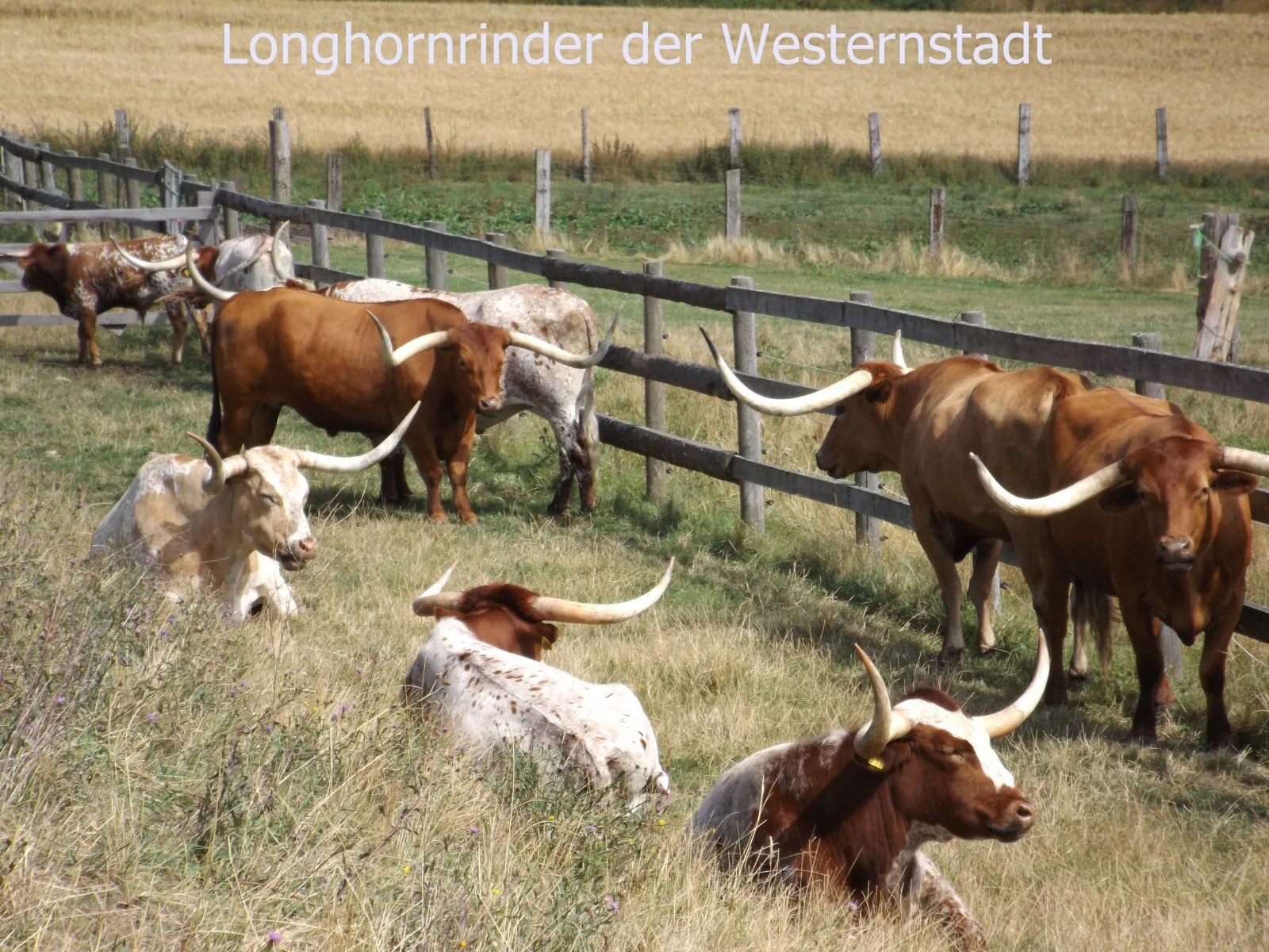 Harzhaus Fewo Gartenblick
