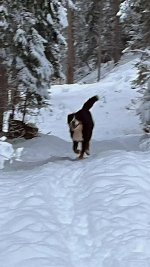 Ferienwohnung Collie