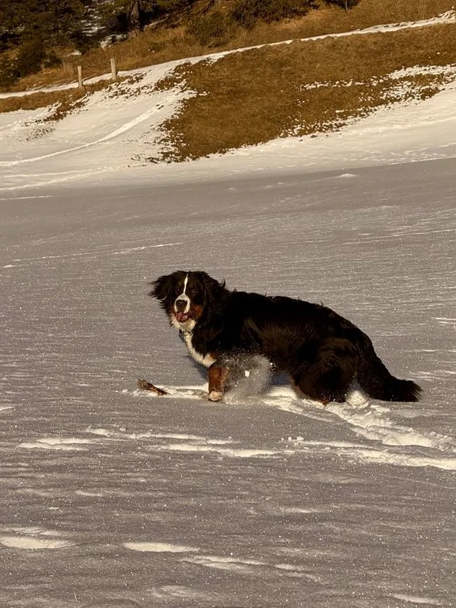 Ferienwohnung Schweizer Sennenhund