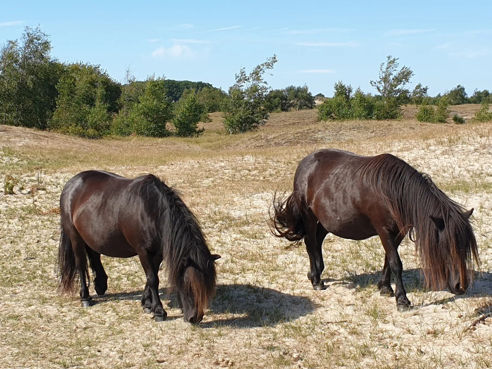 Ferienparadies Seeluft