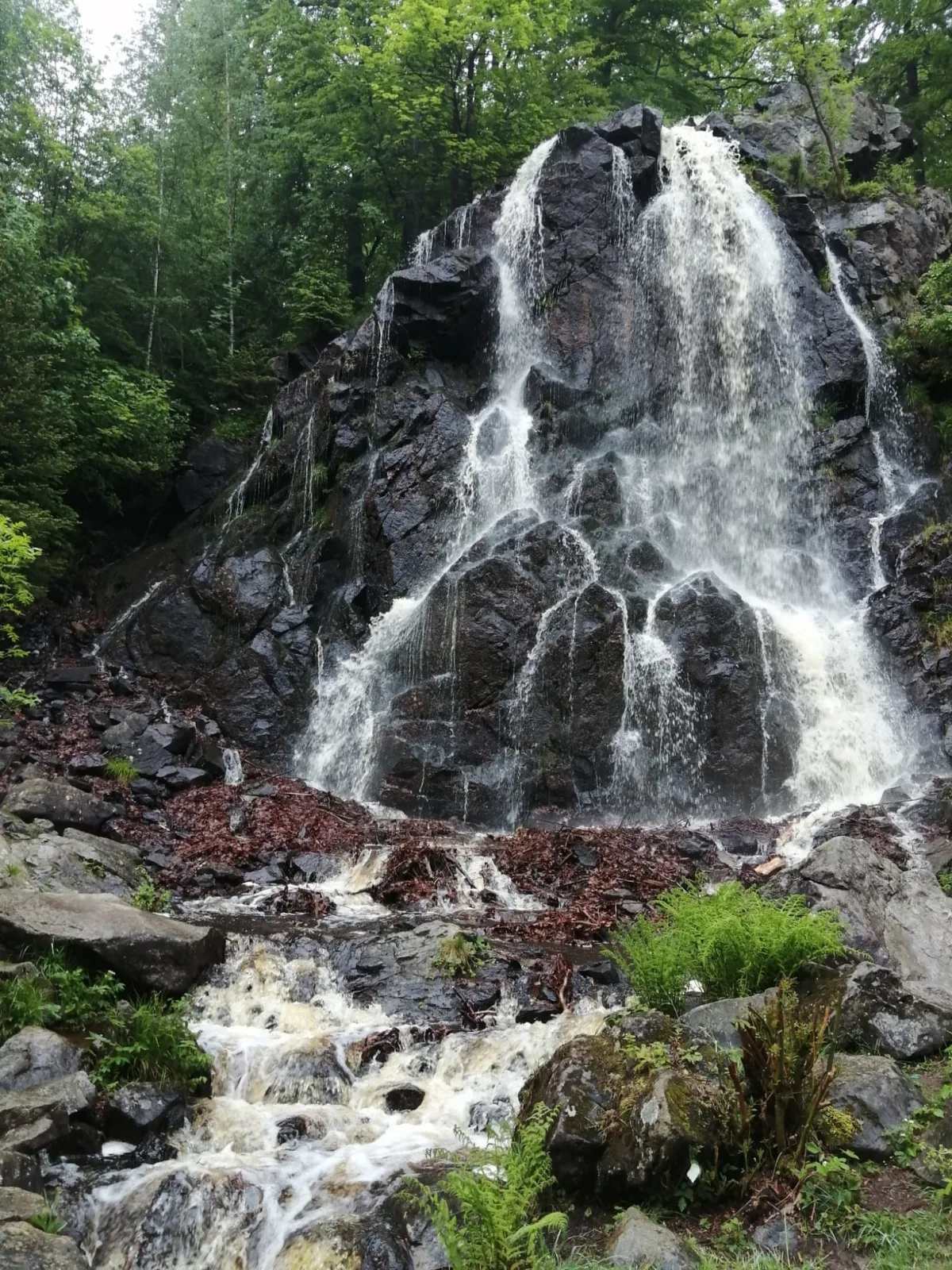 Bergrauschen - Waldbude