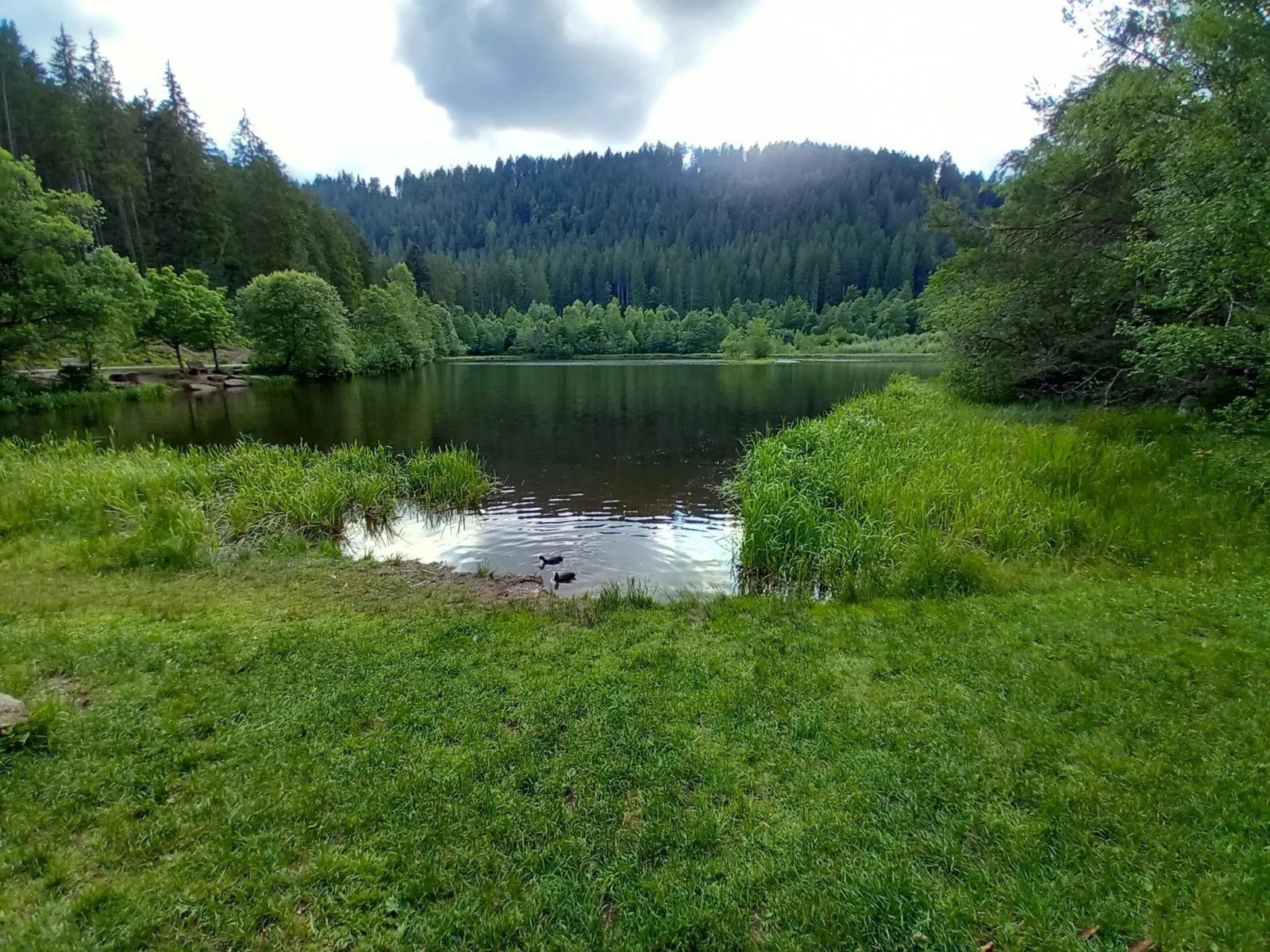 Ferienwohnung Waldrausch