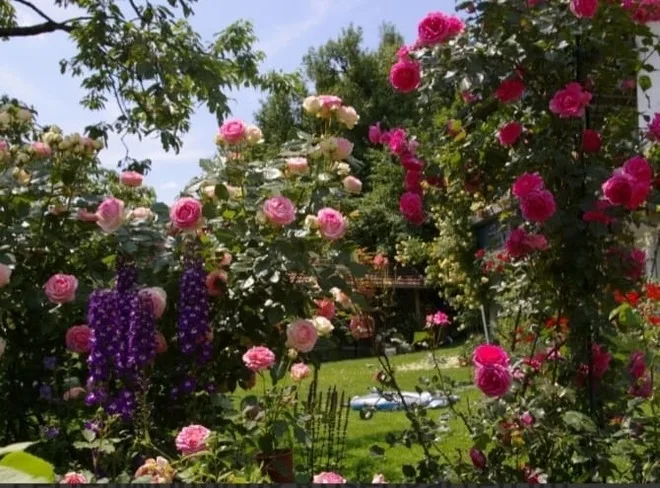 5 Sterne Ferienwohnung Rosengarten