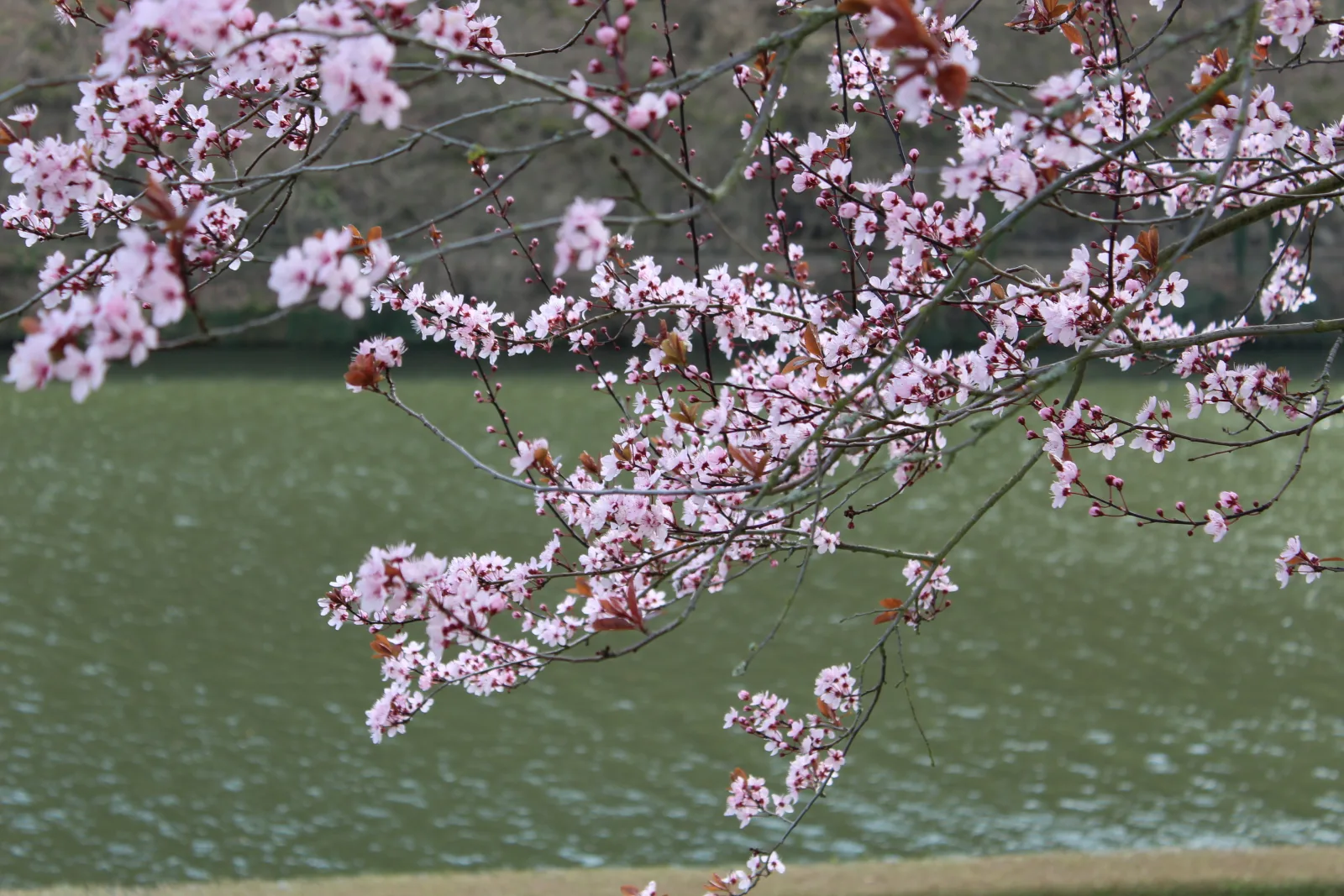 Ferienhaus 'Freund am See' 1