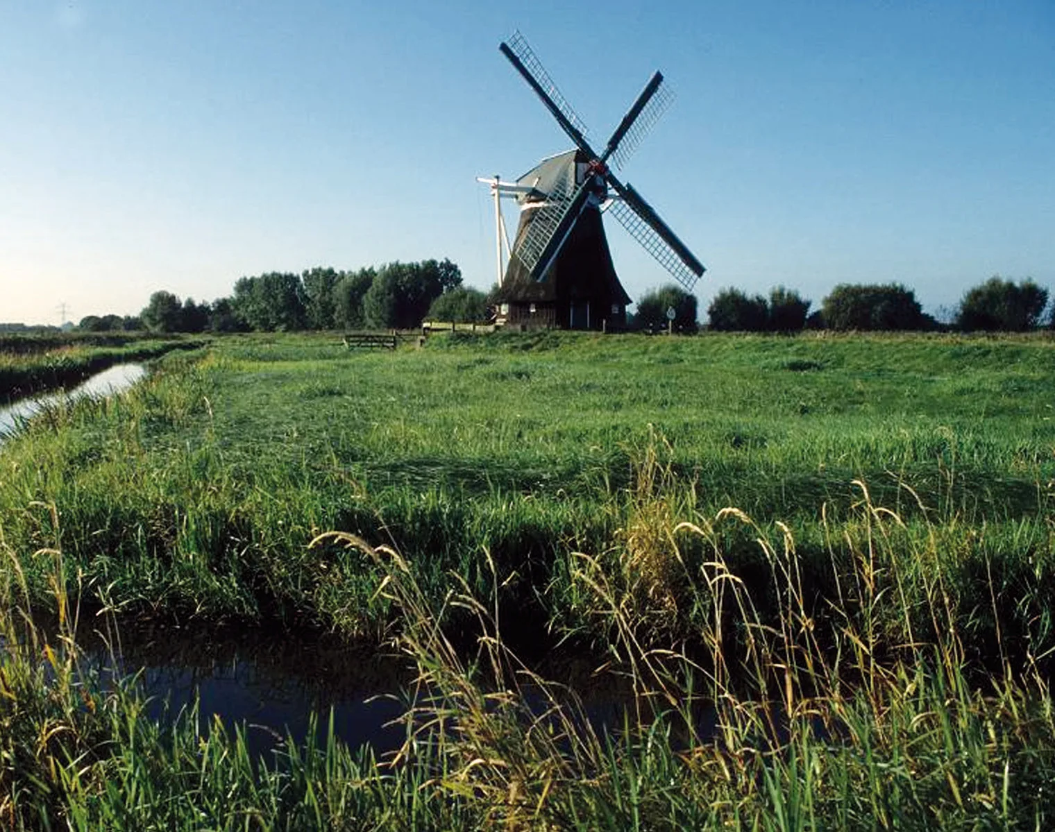 Vogelnest