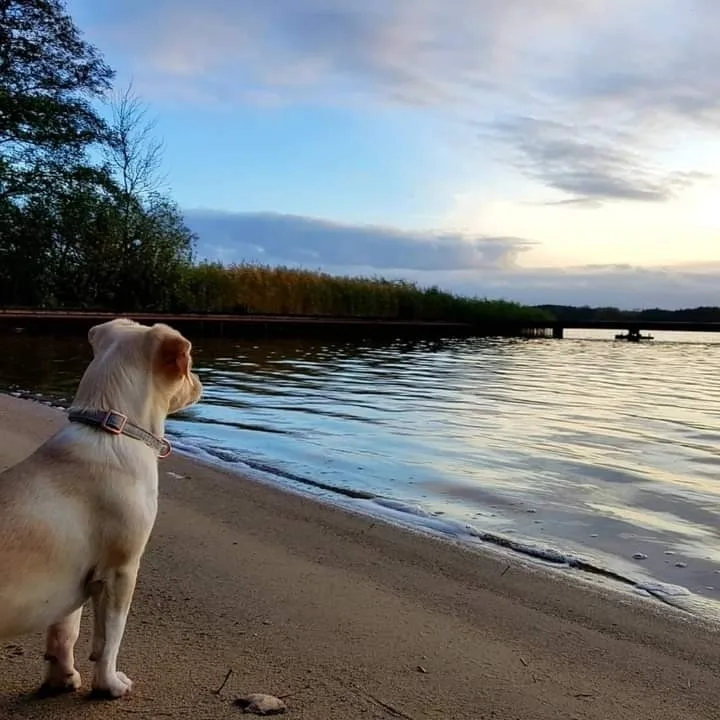 Hundefreundliches Ferienhaus in See- & Ostseenähe mit verglaster Terrasse