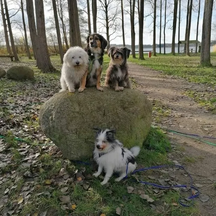 Hundefreundliches Ferienhaus in See- & Ostseenähe mit verglaster Terrasse
