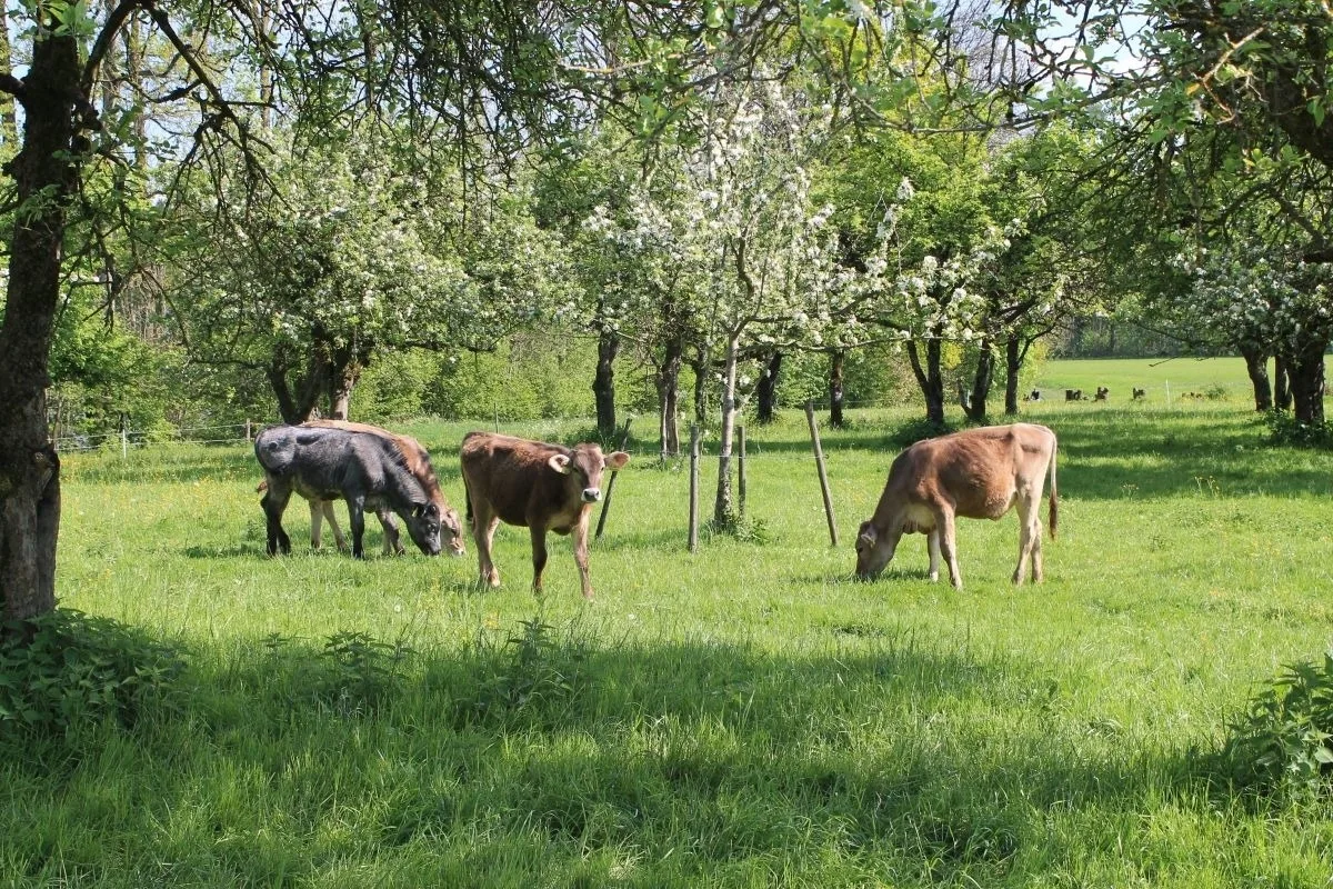 Rösslerhof Ferienwohnung Obstwiese