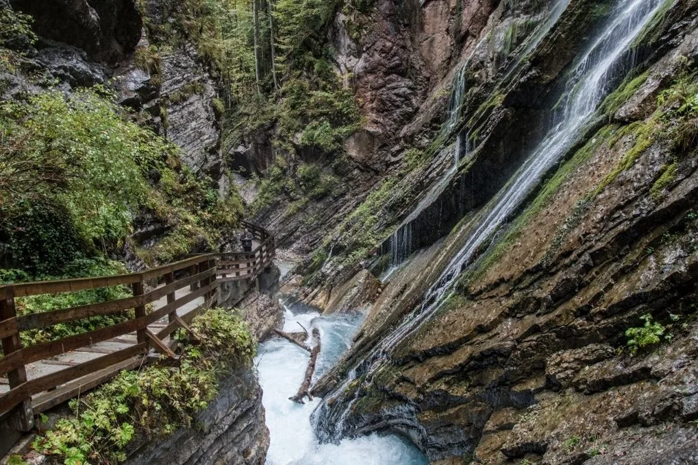 Alpenschwänchen 2 - Salzschwänchen