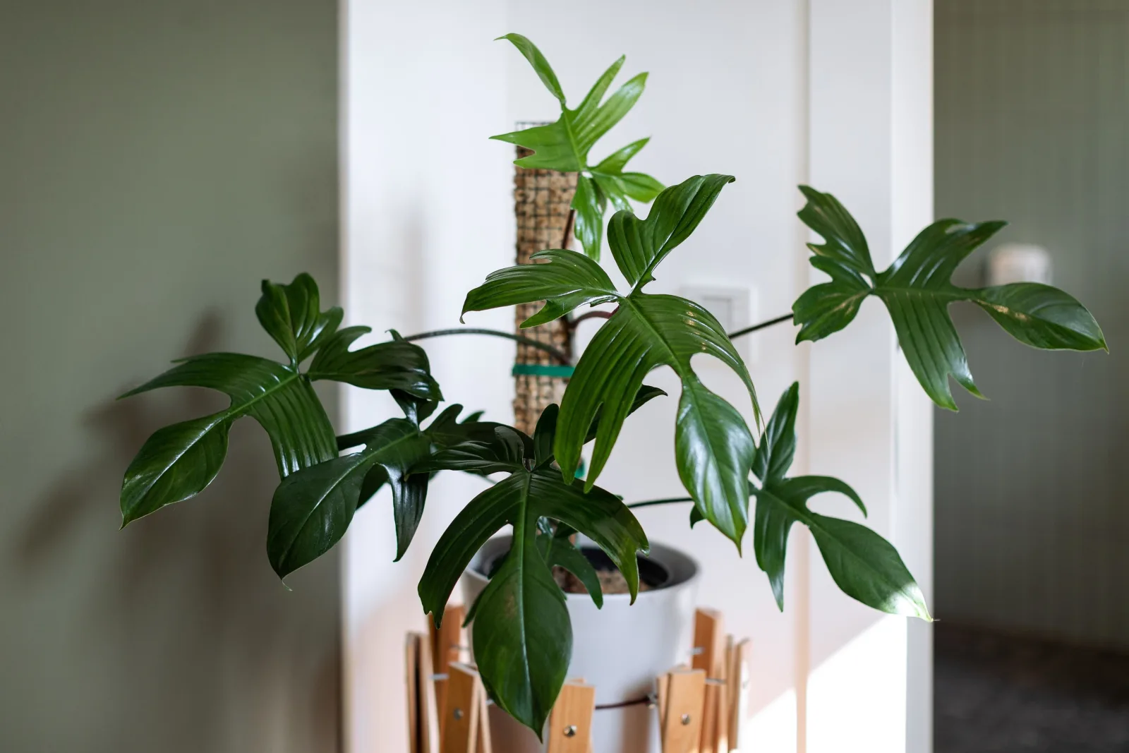 Balcony Apartment 04 - Urban Jungle Apartment