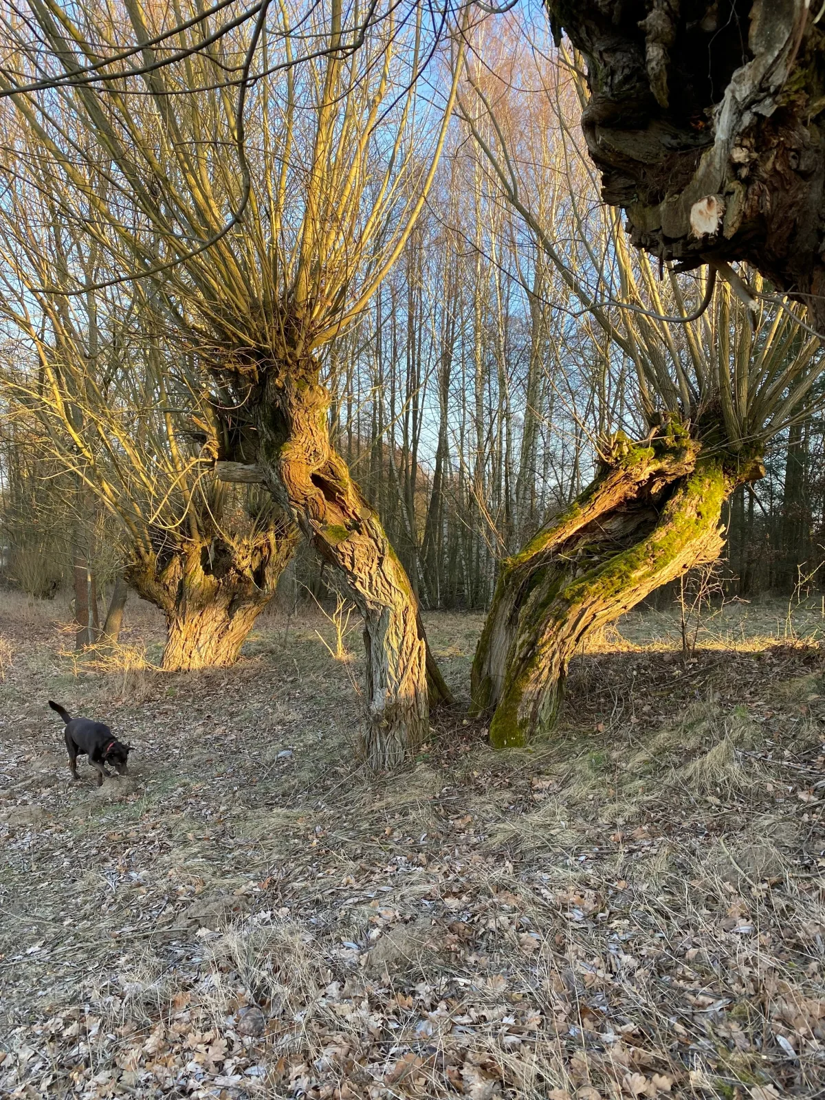 Morgensonne
