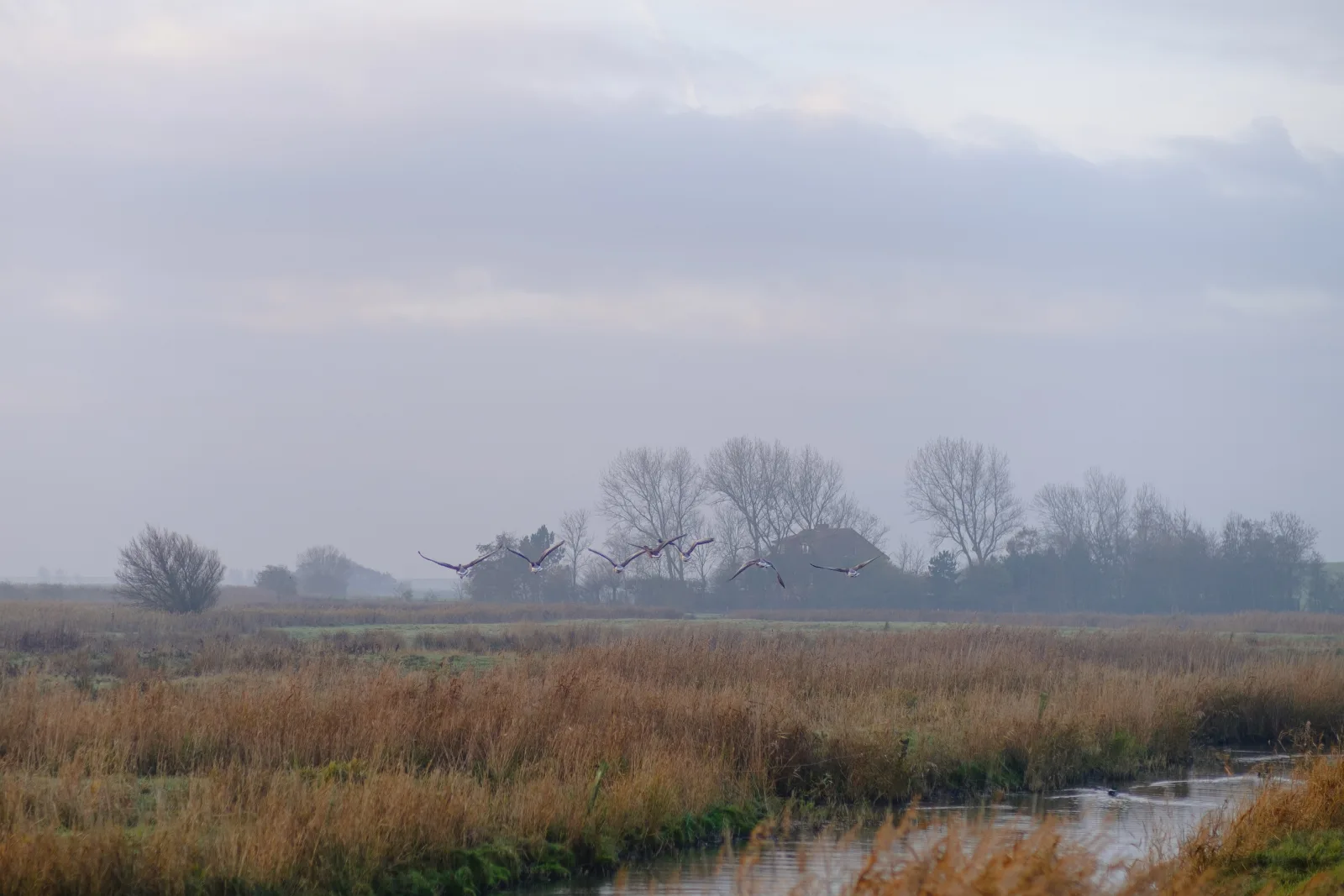 Ostfriesland-to-huus