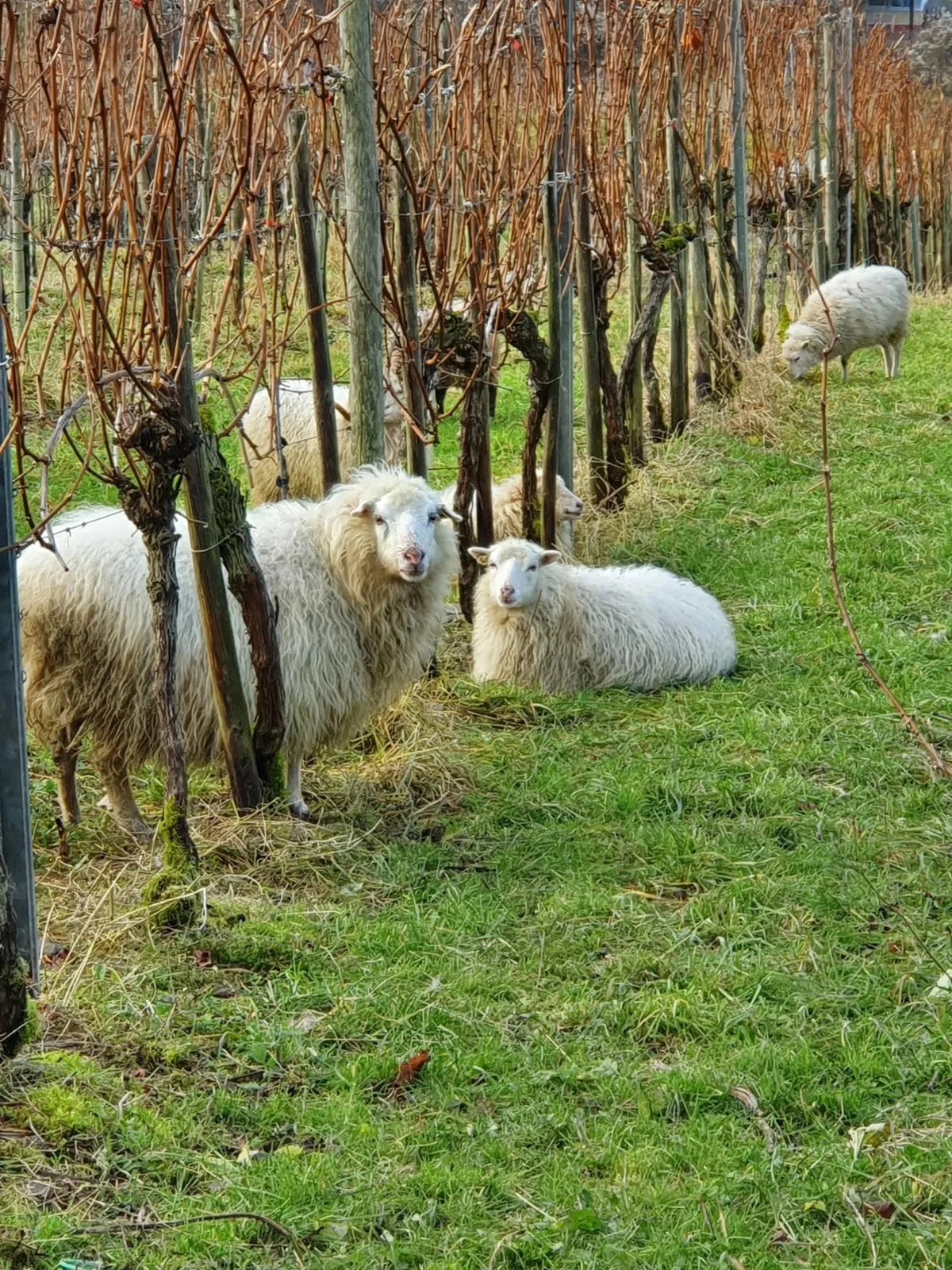 Ferienwohnung an der Mosel, Postamt
