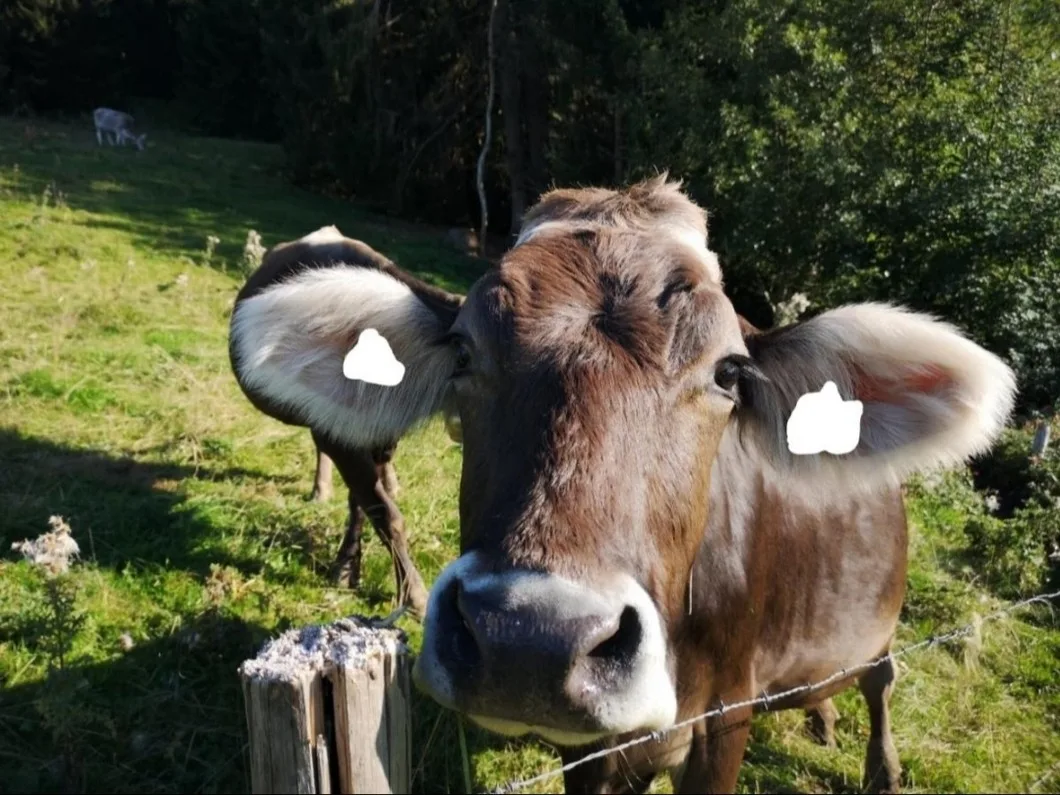Ferienpark Oberallgäu Ferienwohnung
