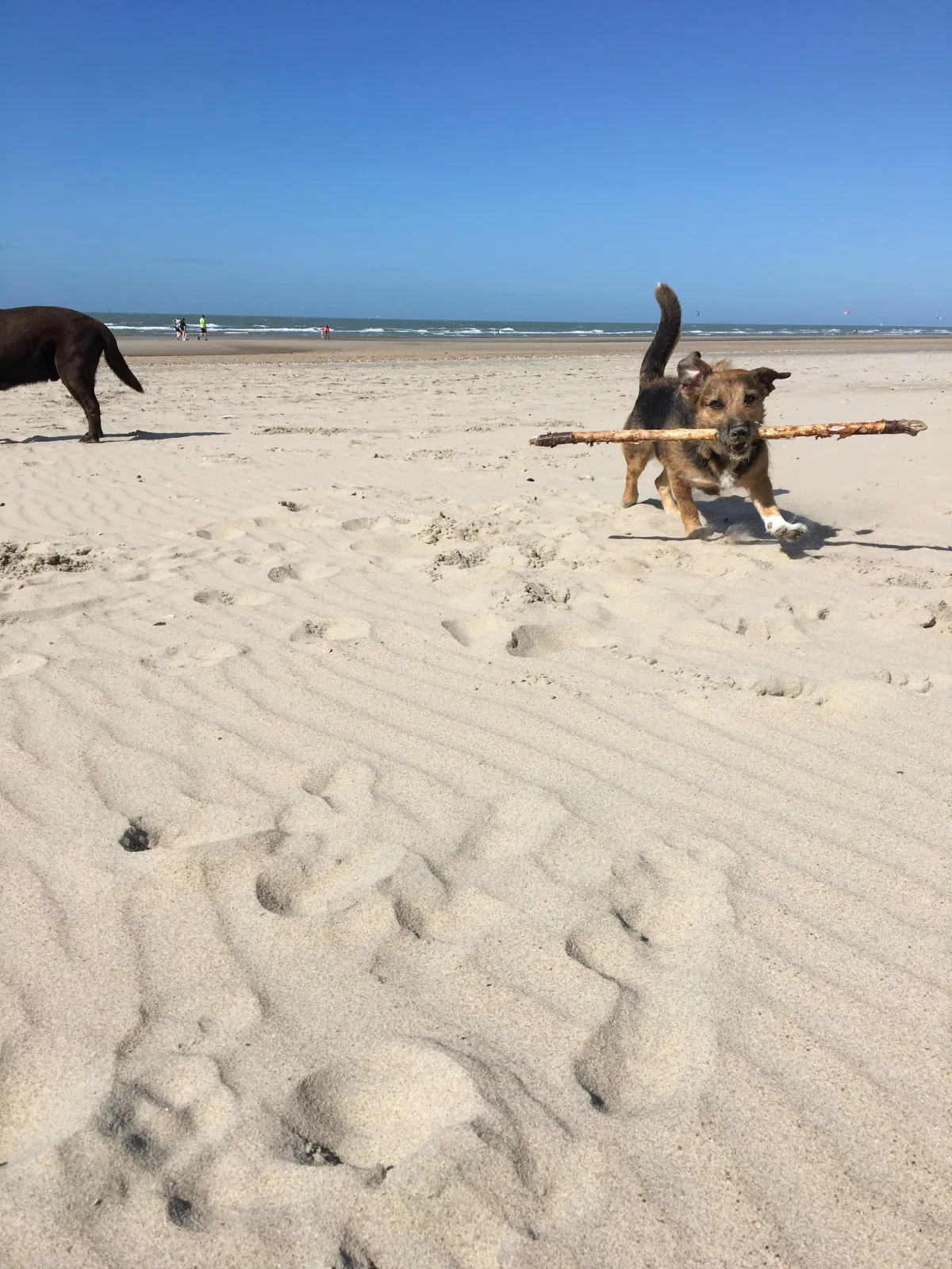 NORDSEE GLAMPING * Mobilheim / Chalet 2329