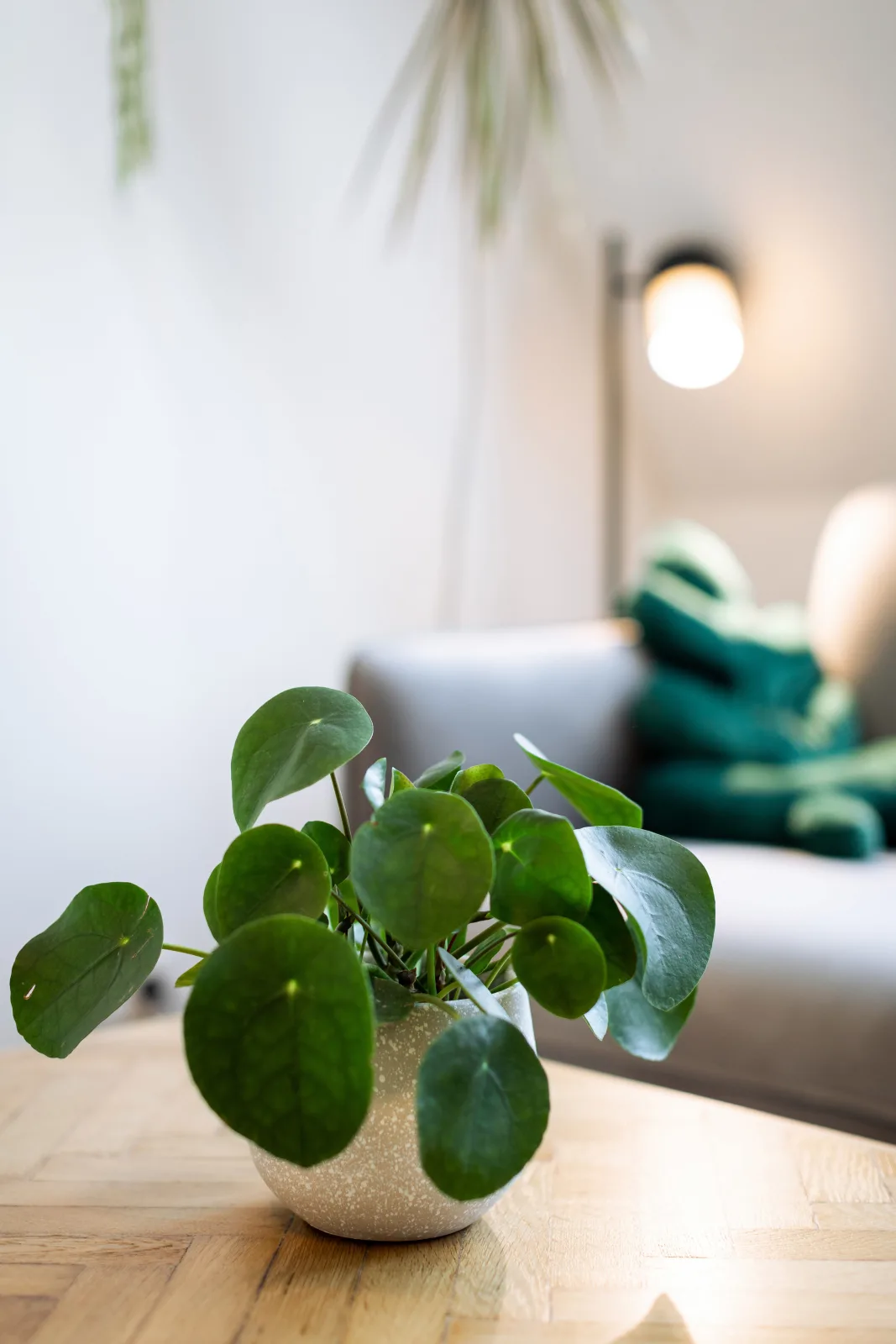 Fancy Apartment 01 - Urban Jungle Apartment