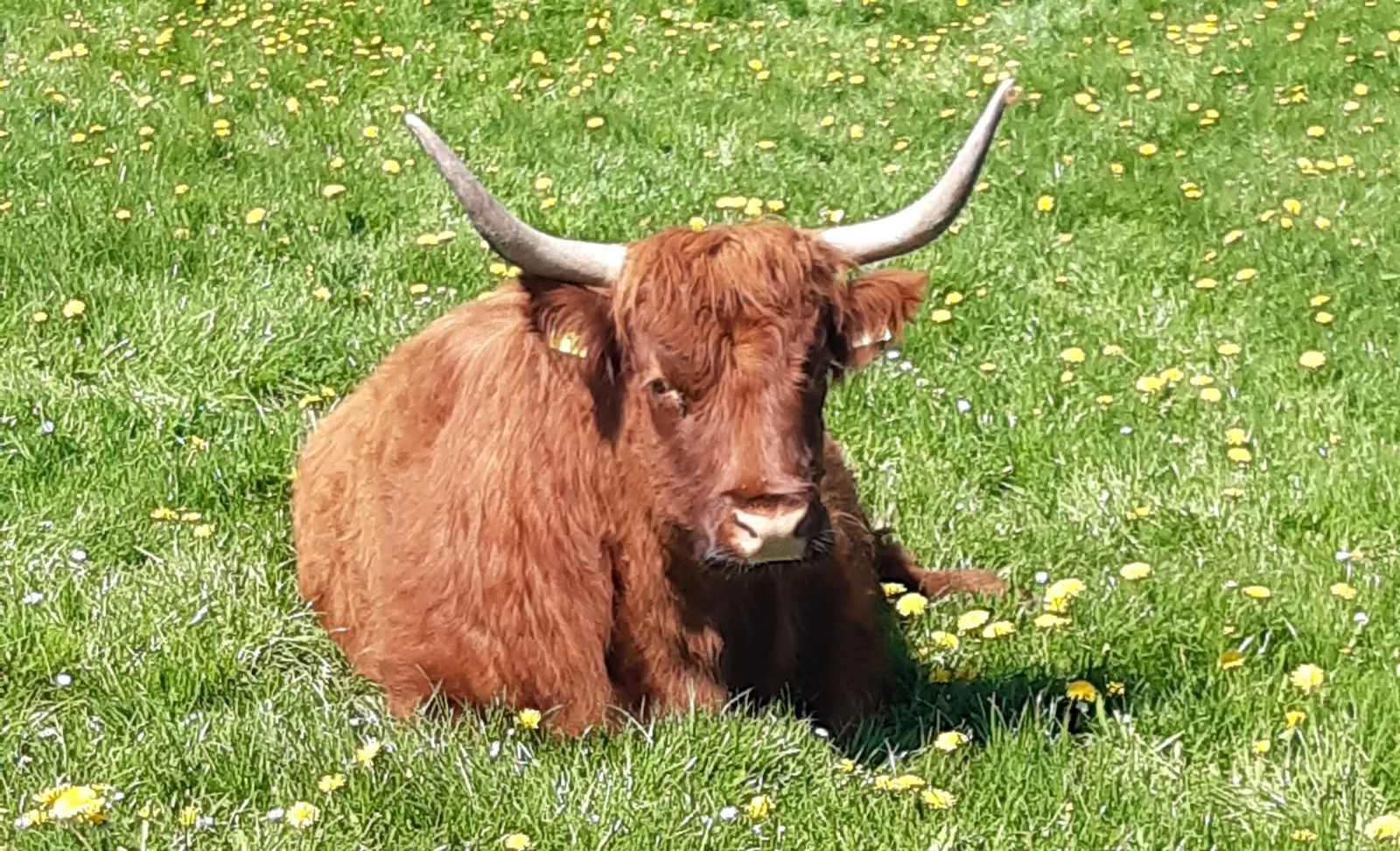 Münchhausen