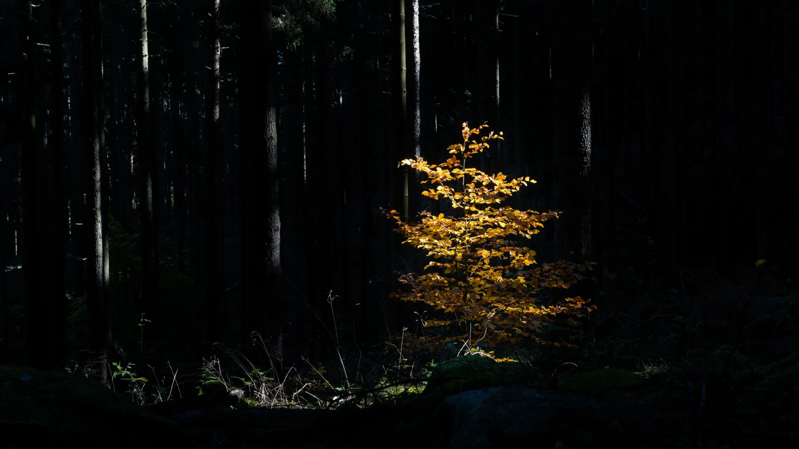 HARZsight*180