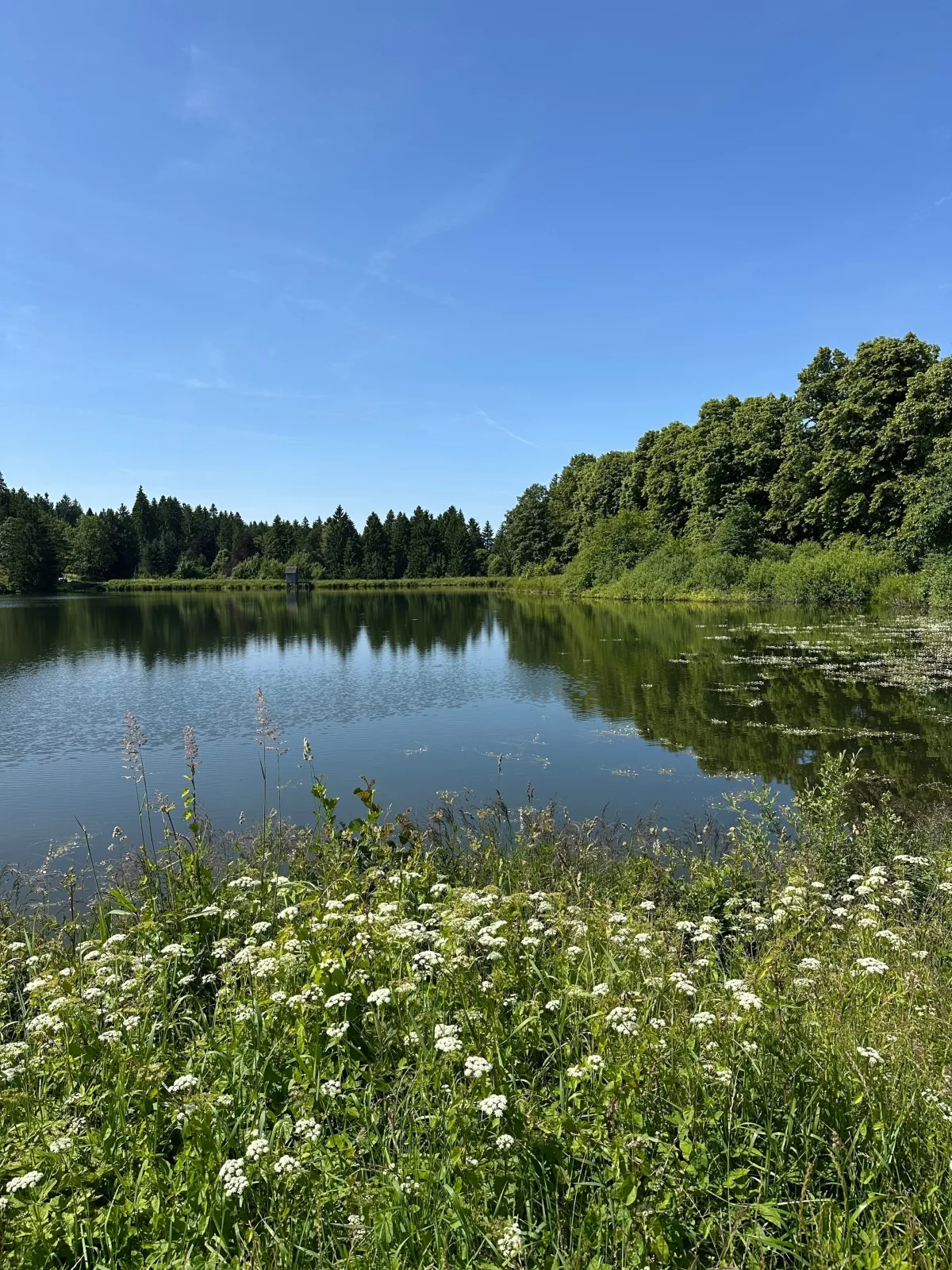 Ferienwohnung Waldgänger Hahnenklee