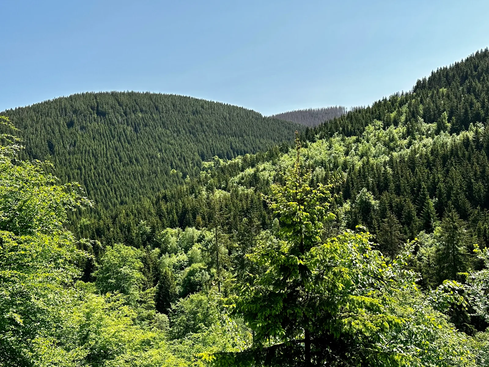Ferienwohnung Waldgänger Hahnenklee