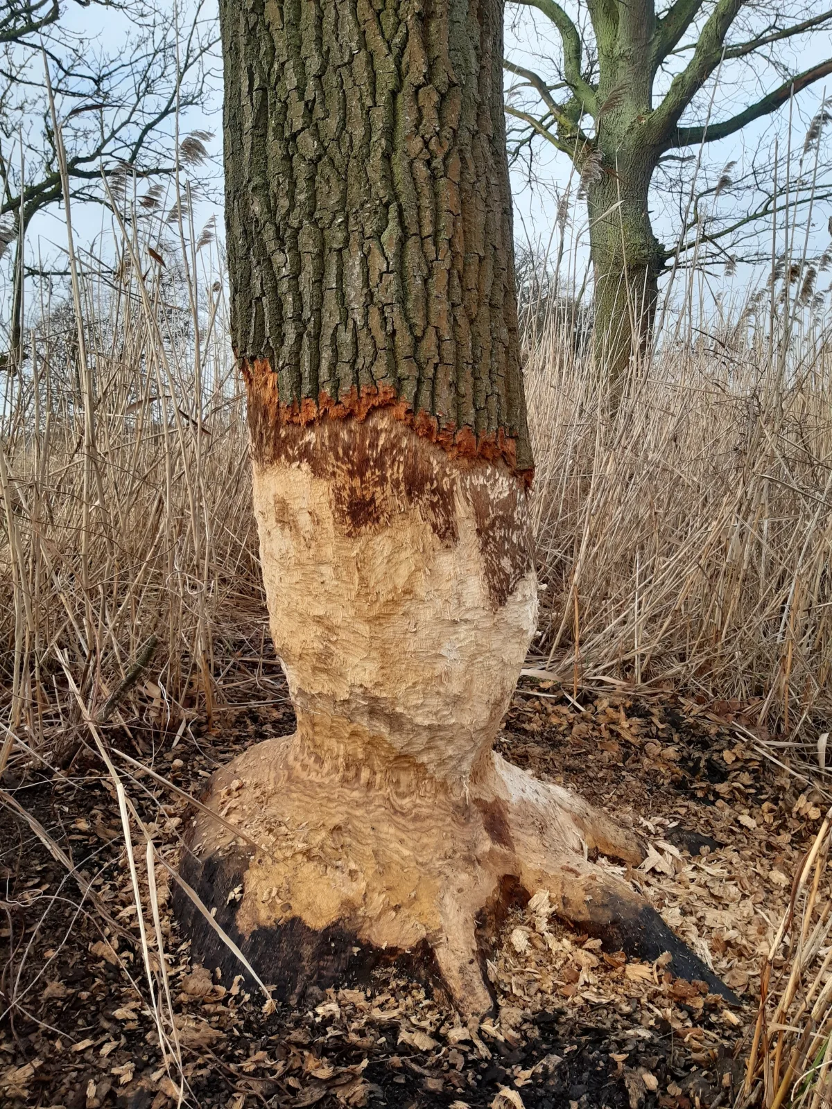 Ferienhaus Biber im Sternenpark ***