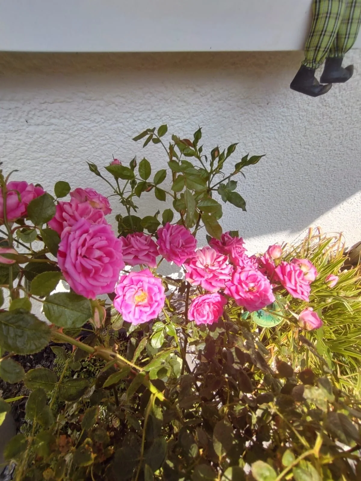 Ferienwohnung Rosa