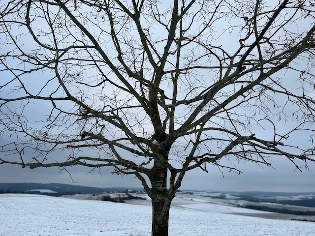 Eifel-Bau-Traum Schlich