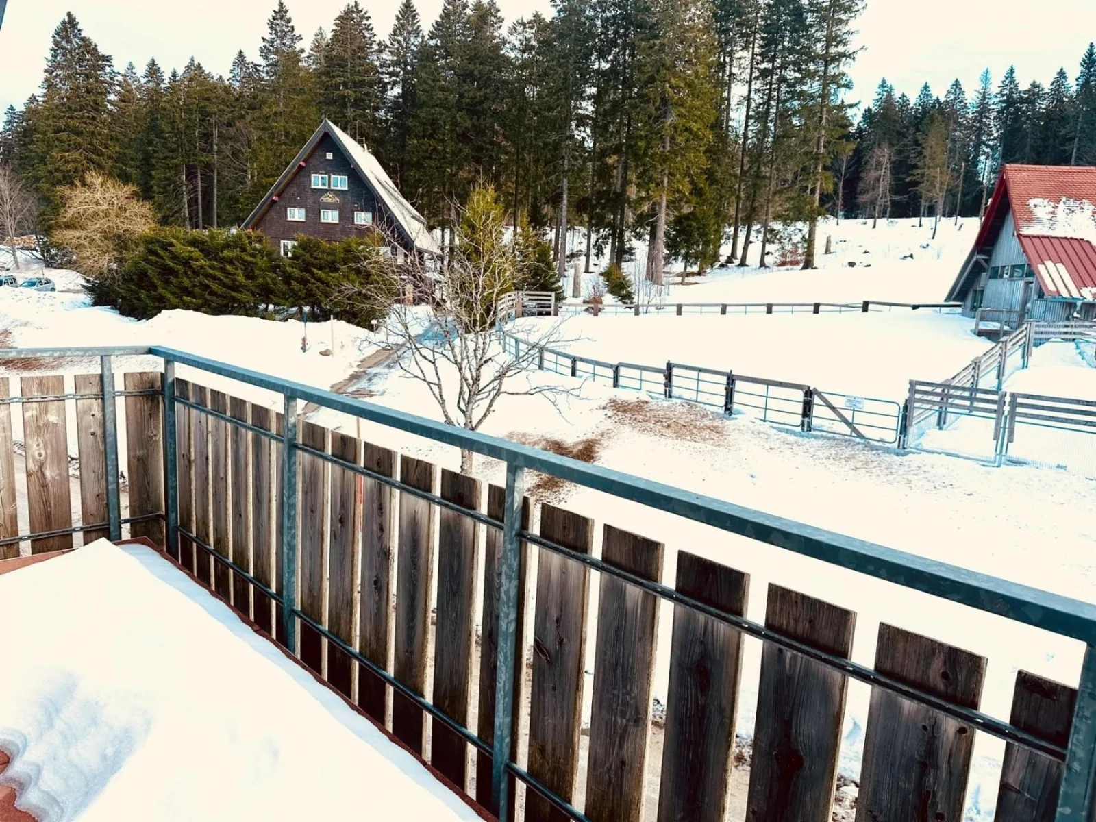 Ferienwohnung "Residenz Seebuck" direkt an der Skipiste, Ski in & Ski out am Feldberg!