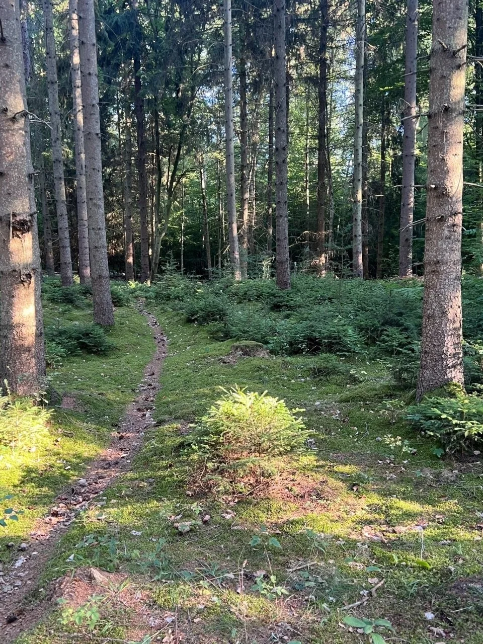 Ruhige FeWo in der Försterei Kalkhorst - Komfort & historisches Ambiente
