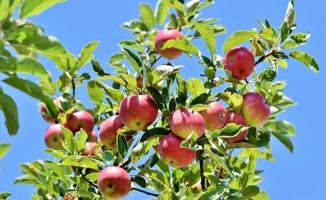 Am Apfelbaum (4 Pers.)