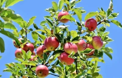 Am Apfelbaum (4 Pers.)