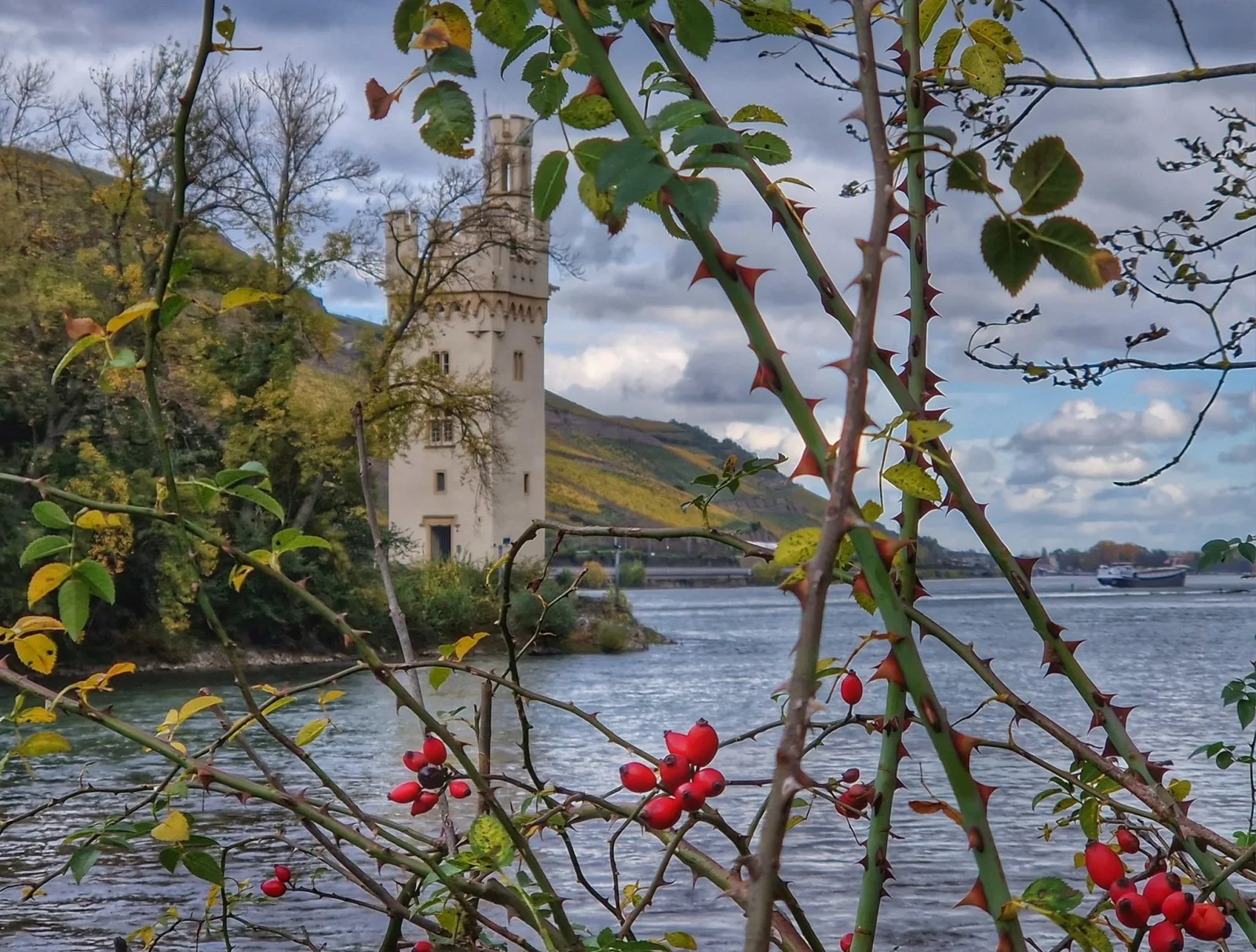 Ferienwohnung Rheinblick