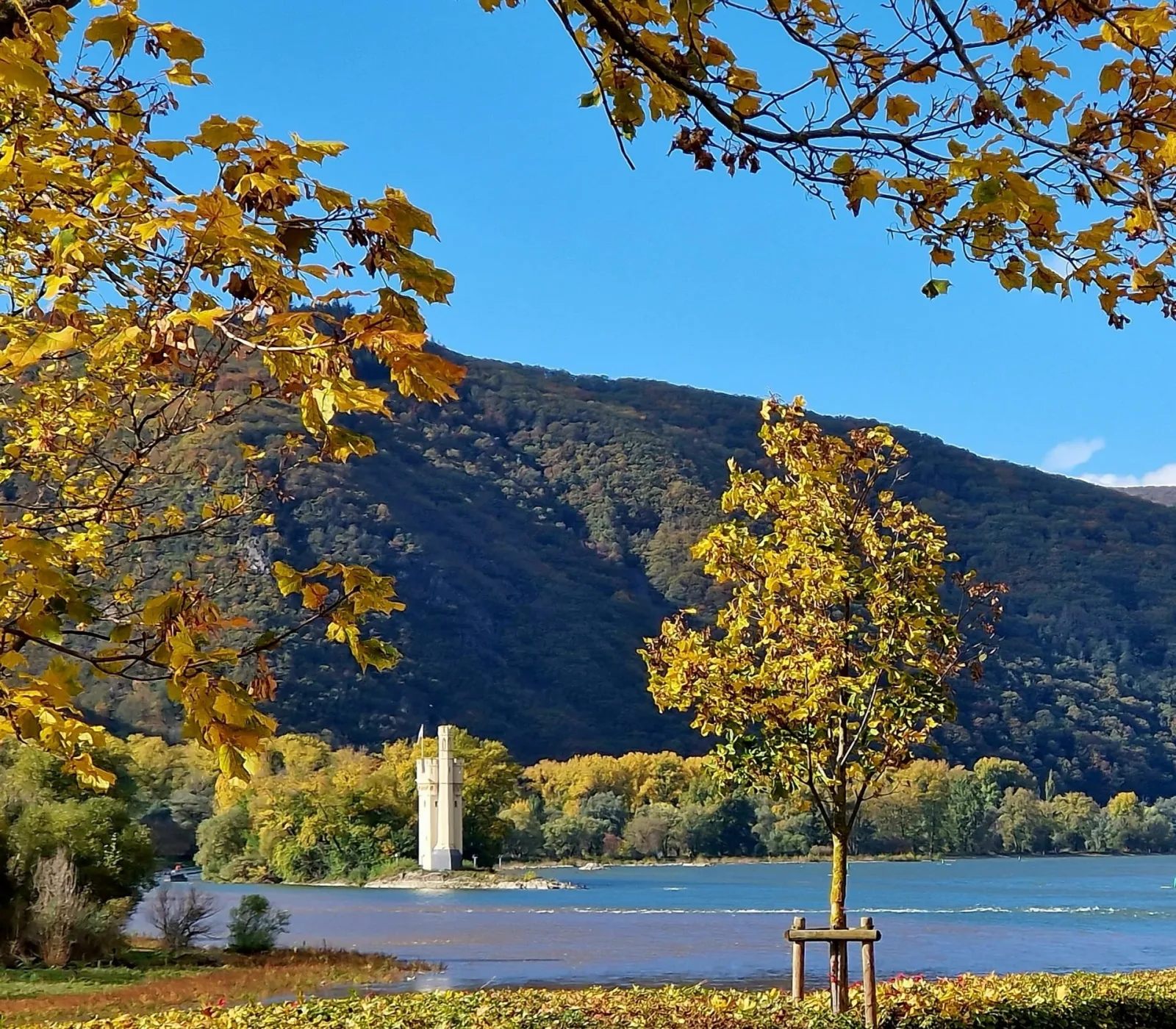 Ferienwohnung Rheinblick