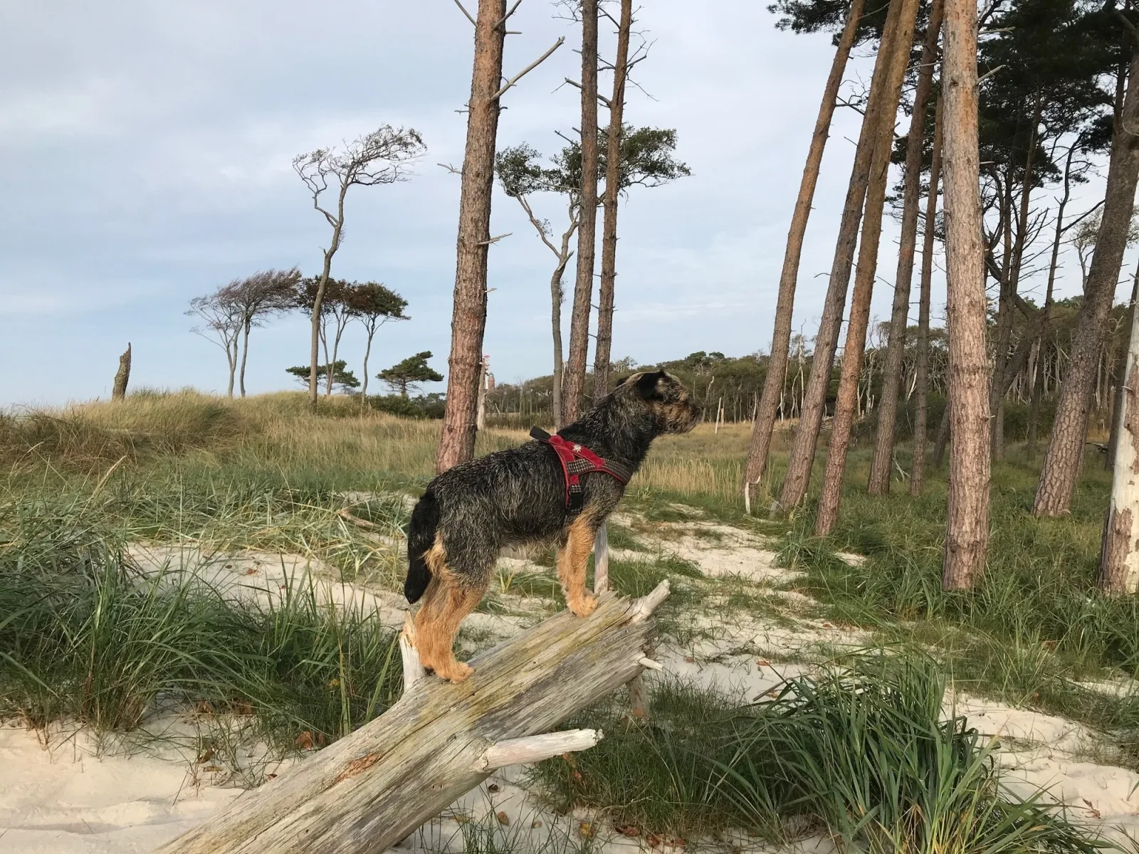 Ferienhaus Ostsee