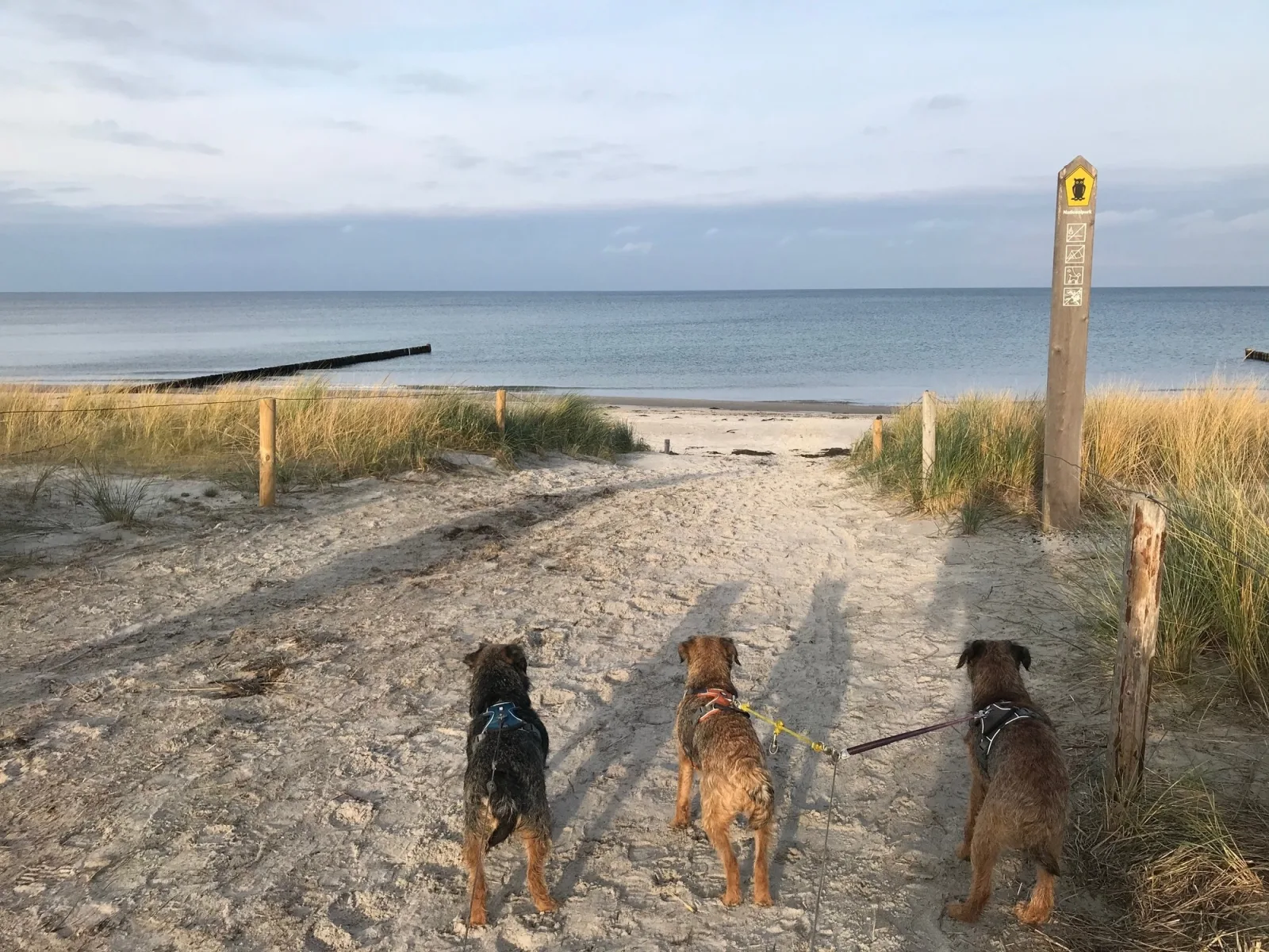 Hundeparadies "Bodden Paradise Cottage"