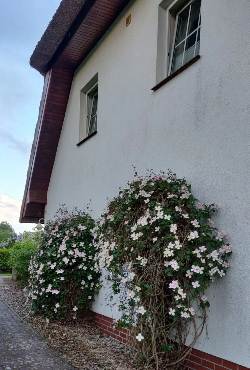 Reetdach - Ferienwohnung " Spann mol ut " bei Binz