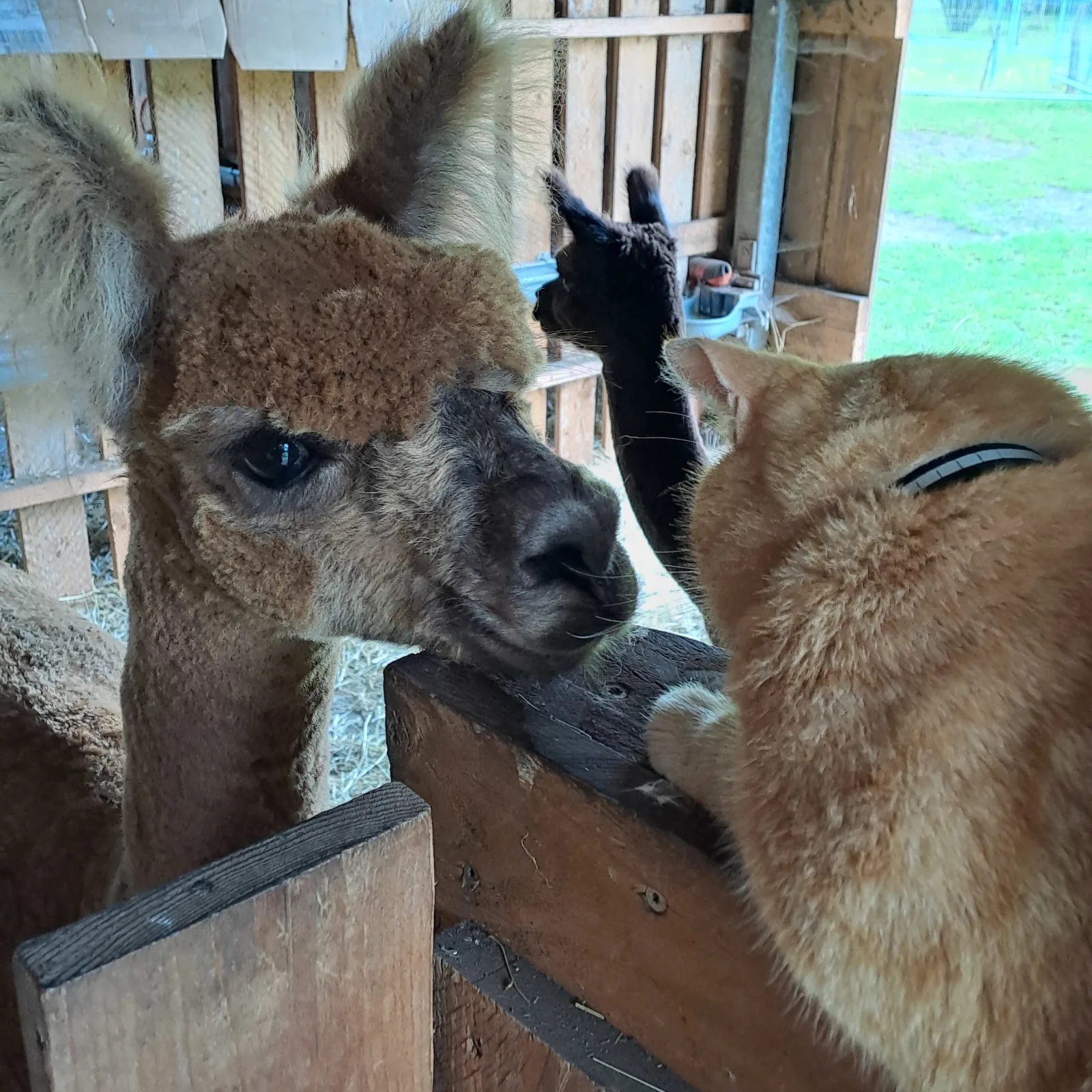 Tiny House & Alpaka-Erlebnis im Ruhner Land - Naturidylle pur