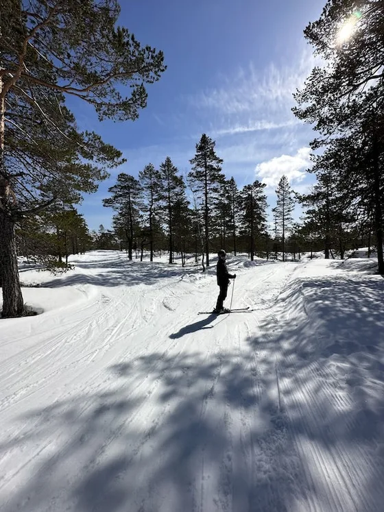 Fjellspurven