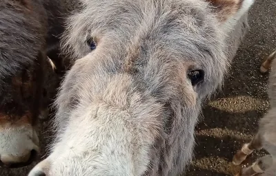 Eselstall Karl
