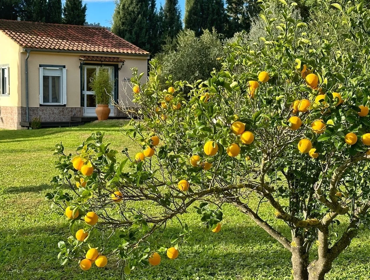 Casita Cacahuete