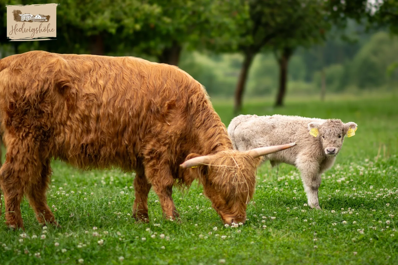Ferienwohnung Bison