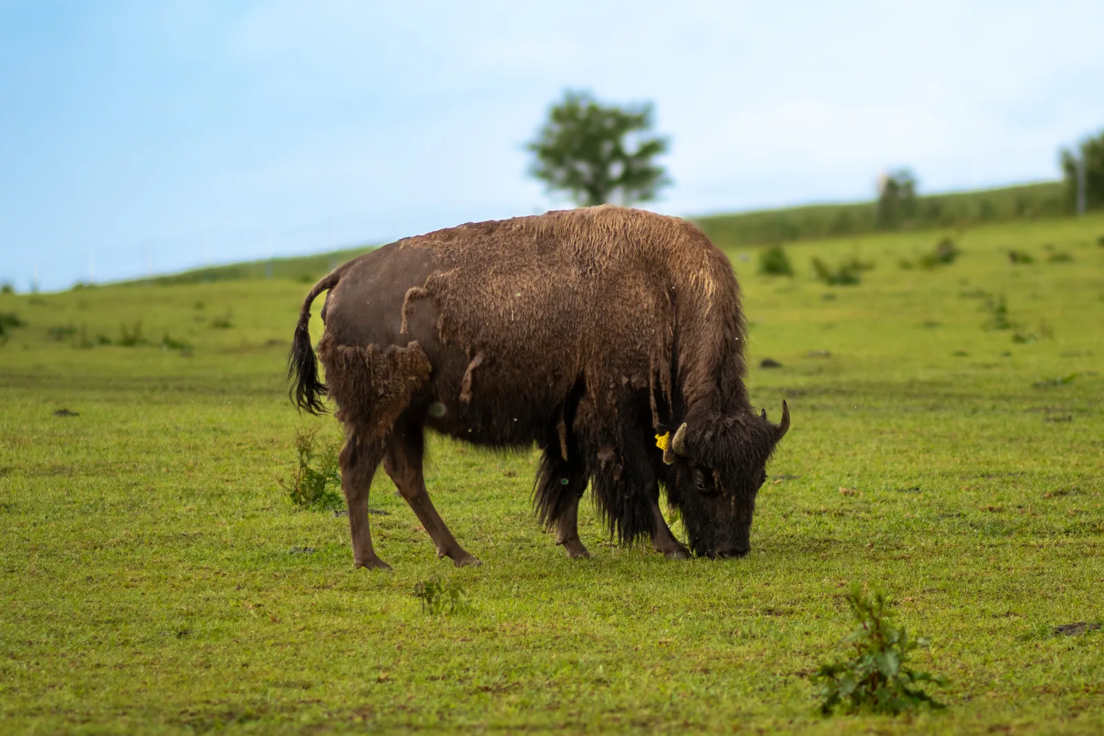 Ferienwohnung Bison
