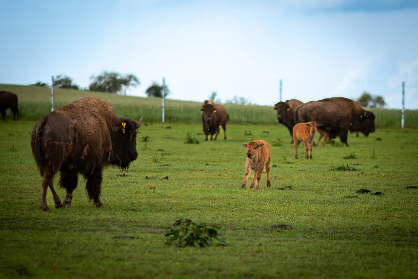 Ferienwohnung Bison