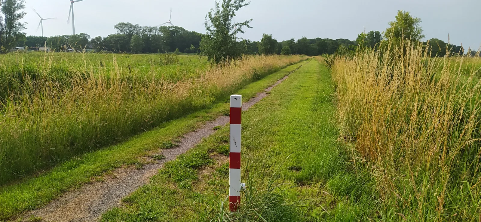 Mooroase-Bauerngarten-Ovelgönne-Nordsee-Weser-Jade