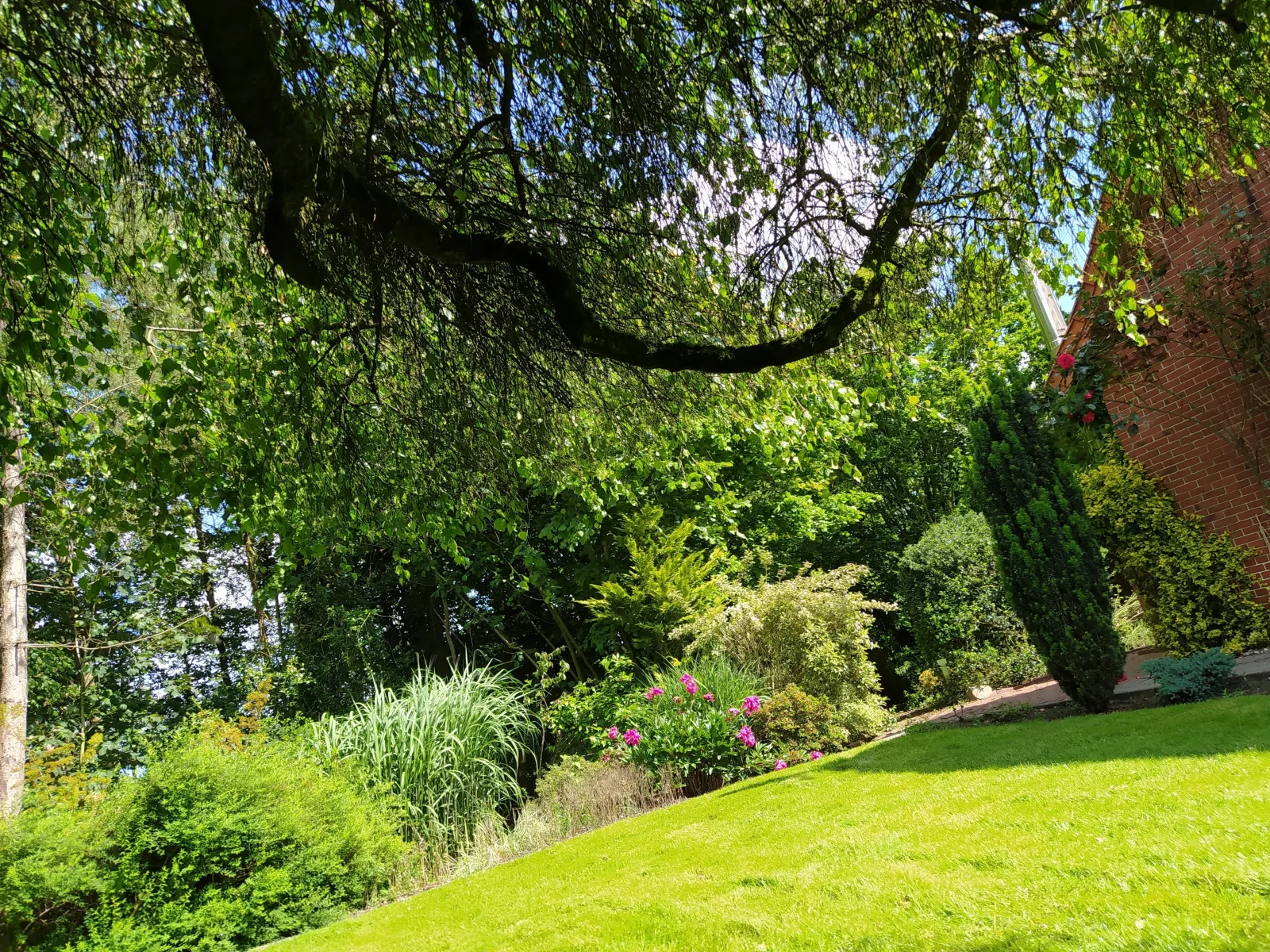 Mooroase-Bauerngarten-Ovelgönne-Nordsee-Weser-Jade