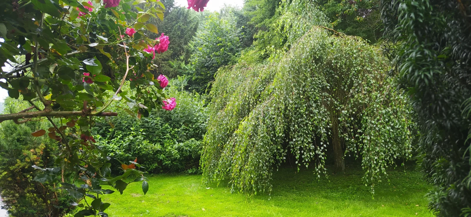 Mooroase-Bauerngarten-Ovelgönne-Nordsee-Weser-Jade
