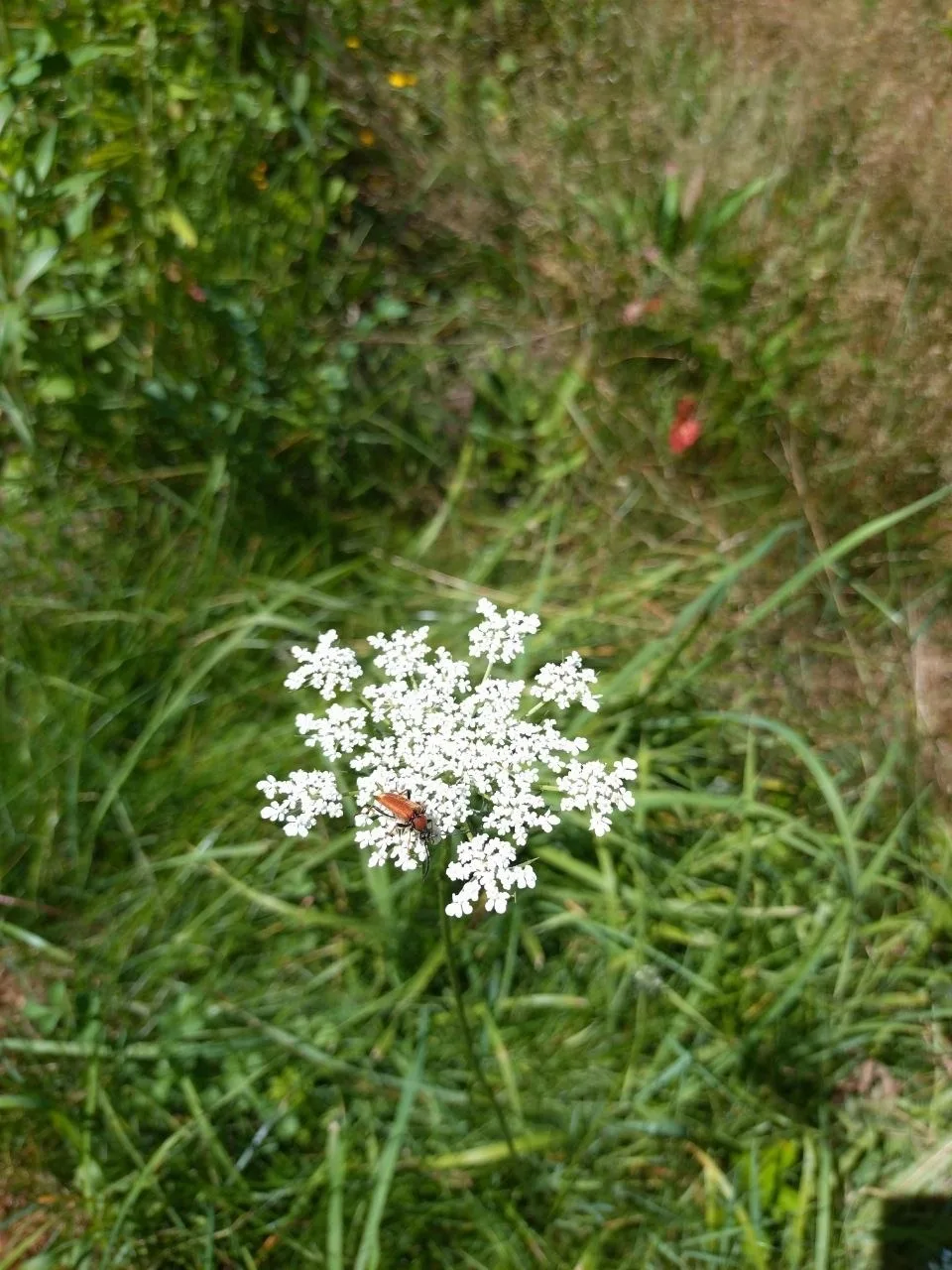 Fewo Schnuckenheide